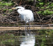 2016 06 11 WildLife MPLS 163